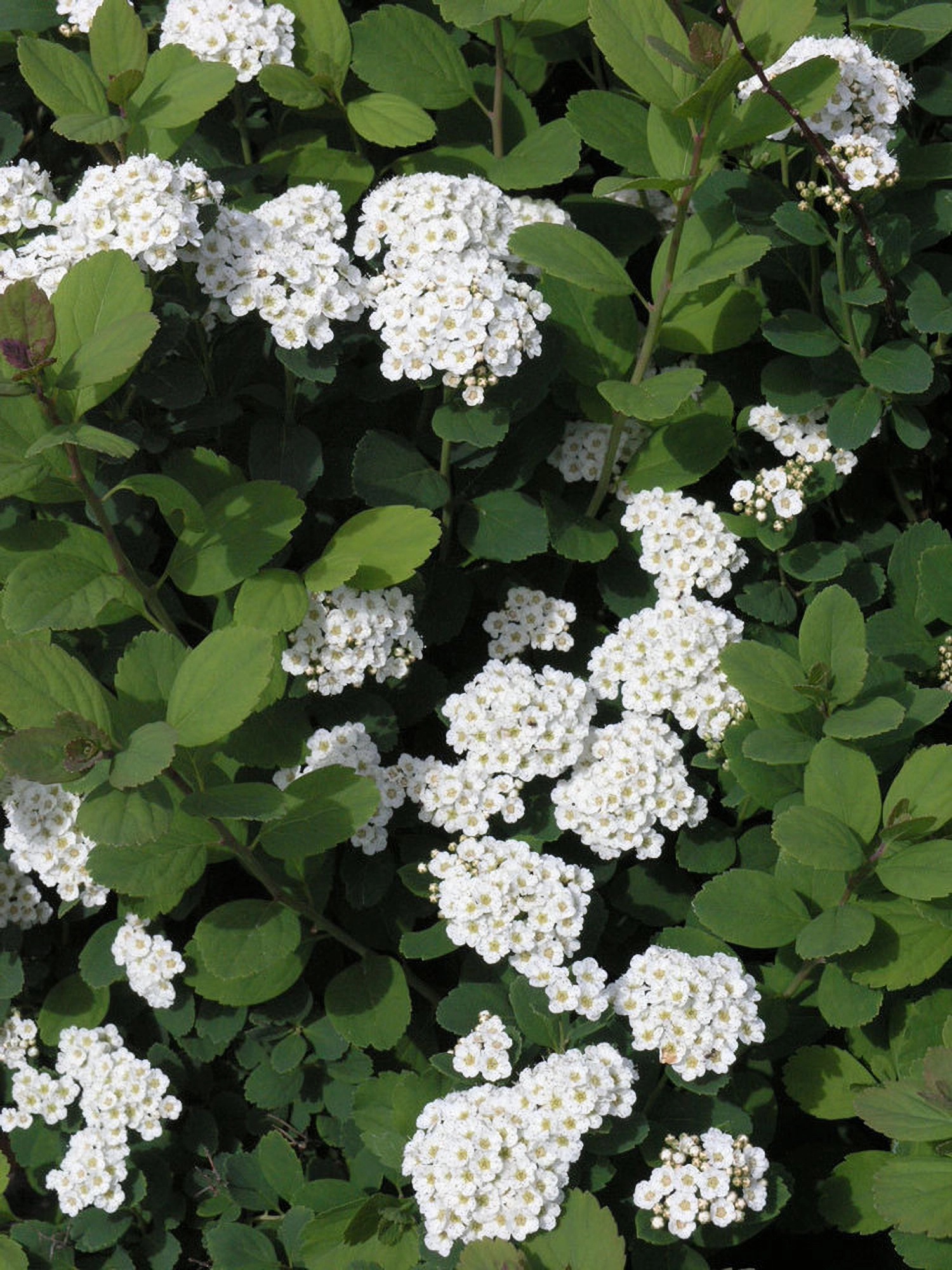 Превью изображения