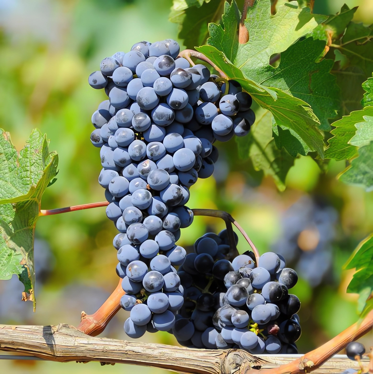 Превью изображения