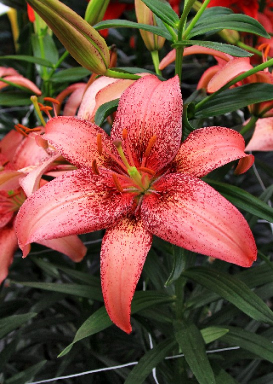 Превью изображения