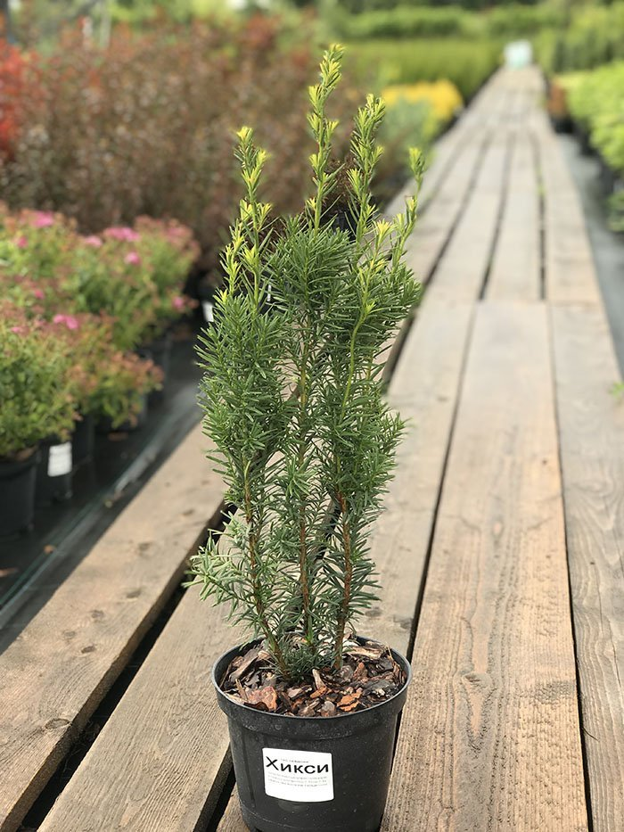 Превью изображения