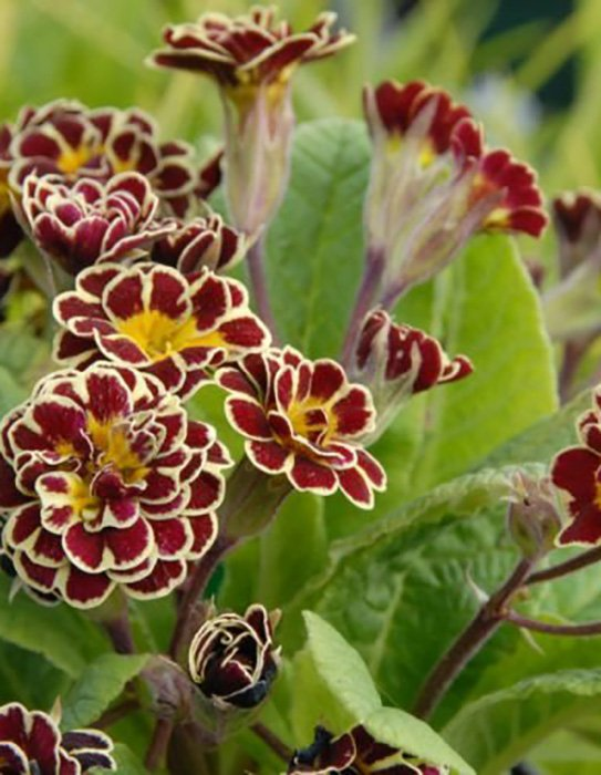 Превью изображения