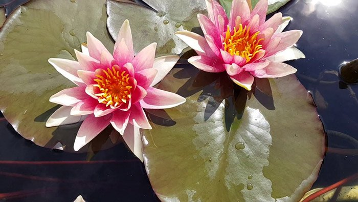 Превью изображения