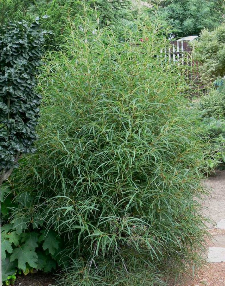 Превью изображения