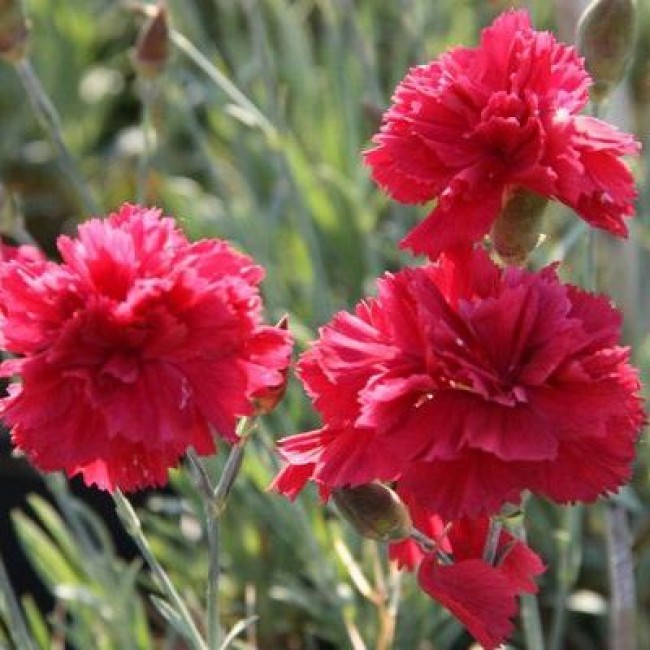 Превью изображения