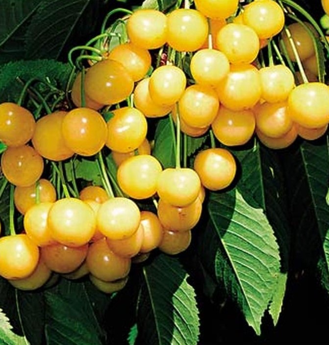 Превью изображения
