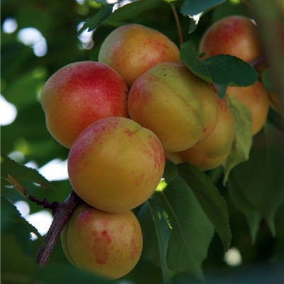 Превью изображения