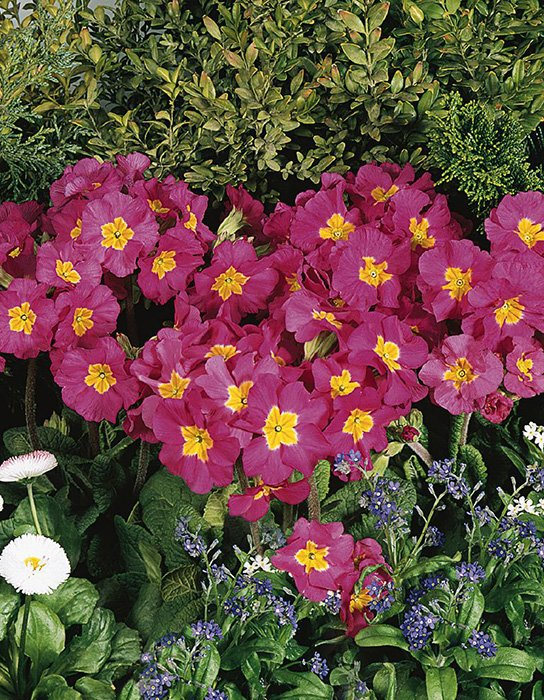 Превью изображения