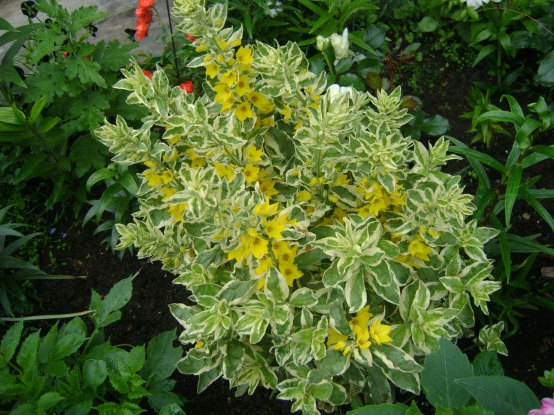 Превью изображения