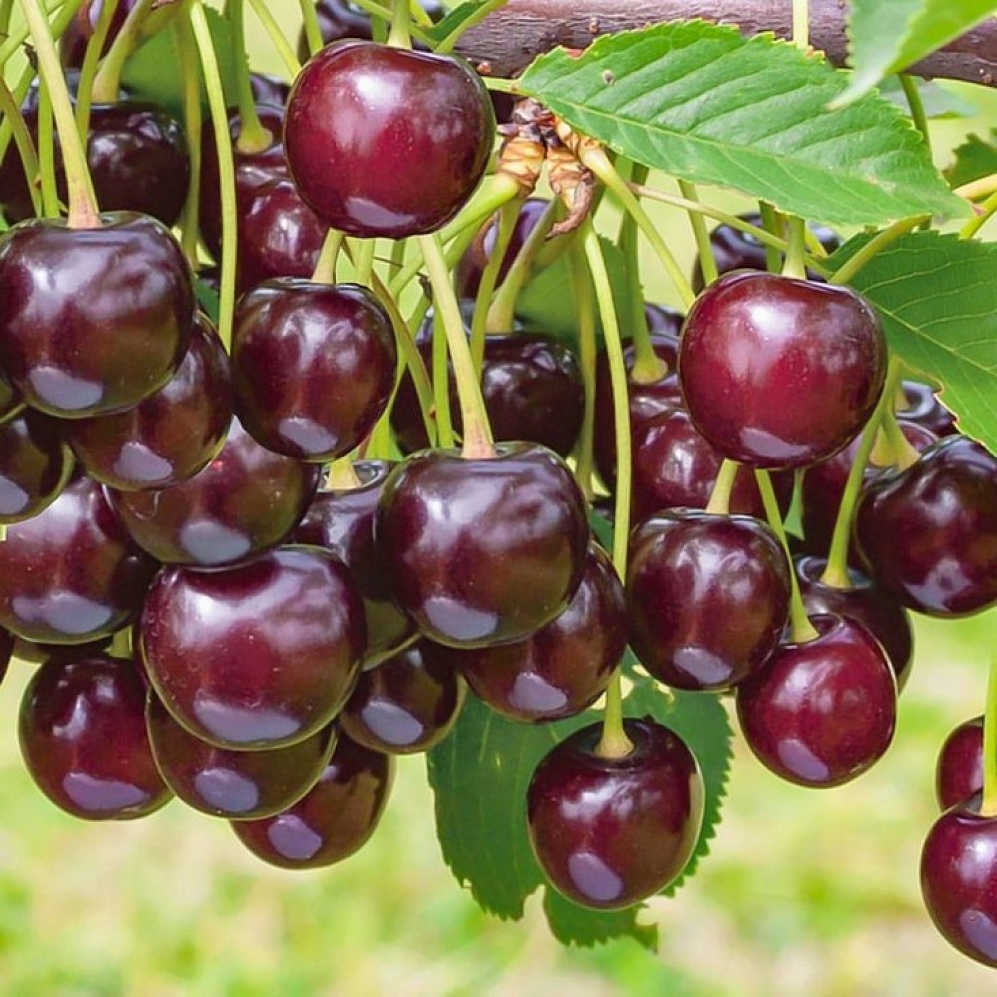 Превью изображения