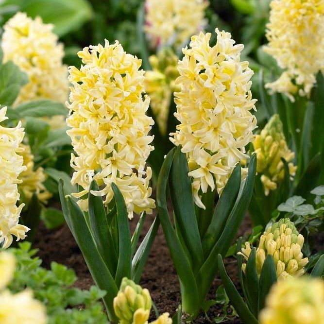 Превью изображения