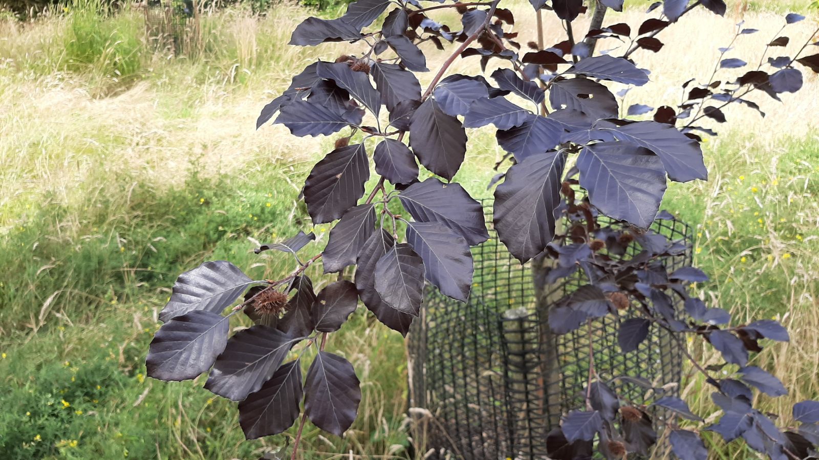 Превью изображения