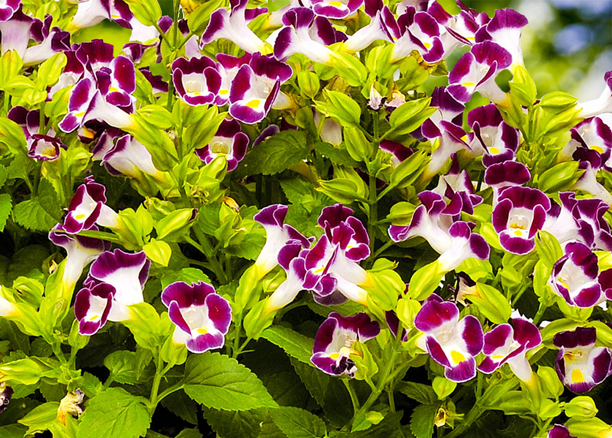 Превью изображения