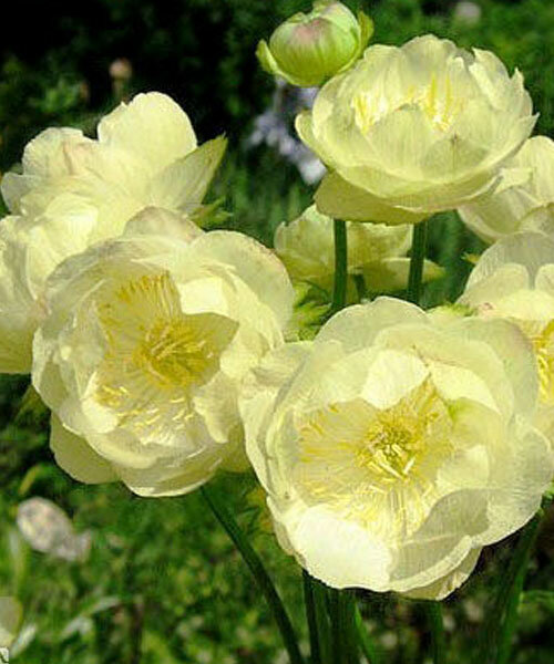 Превью изображения