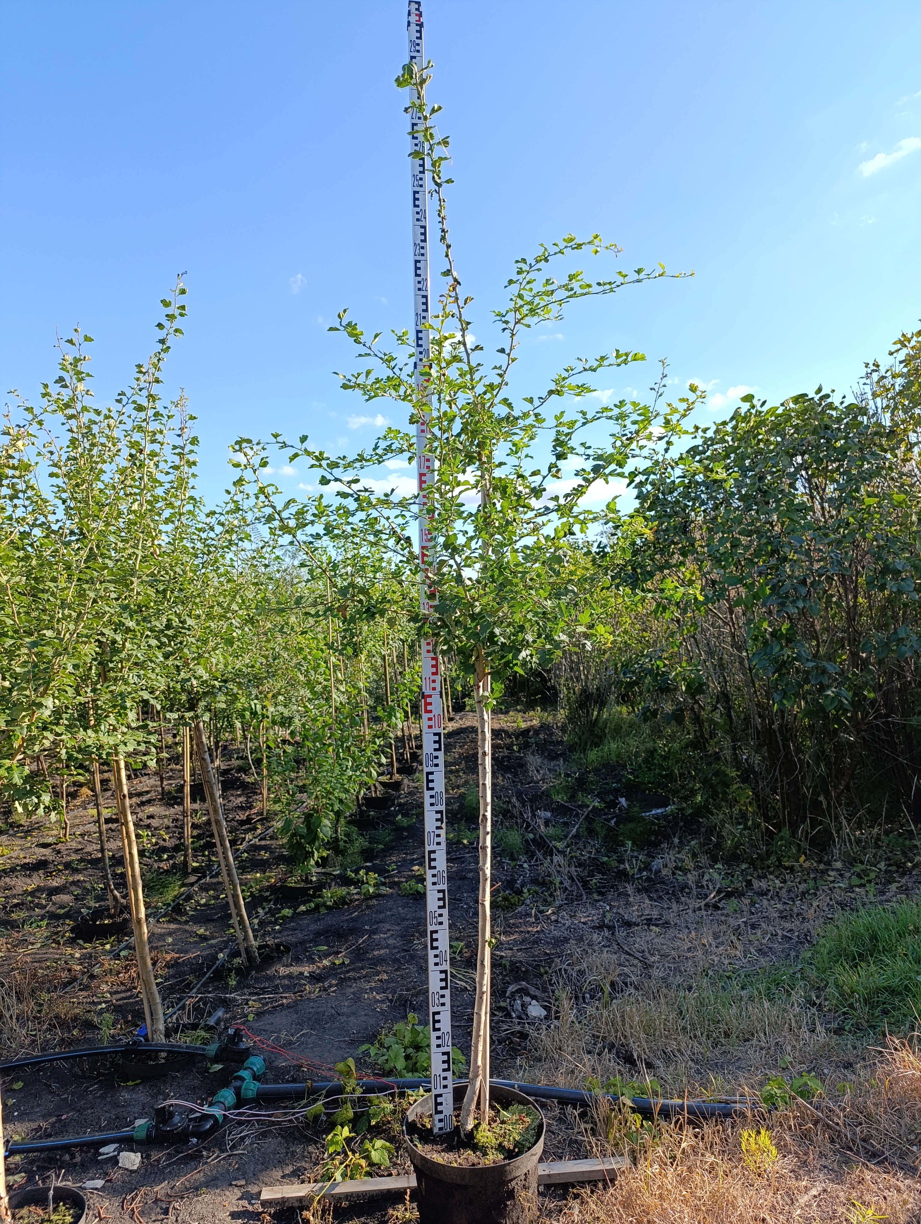 Превью изображения