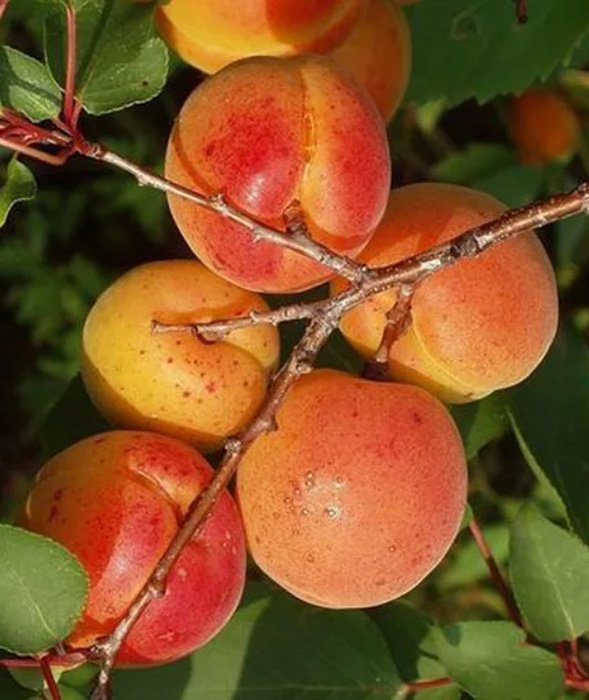 Превью изображения