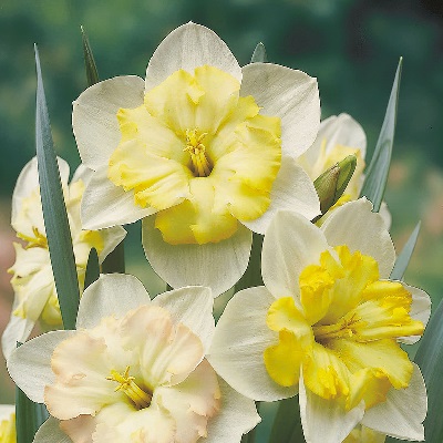 Превью изображения