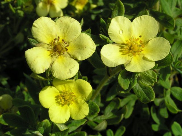 Превью изображения