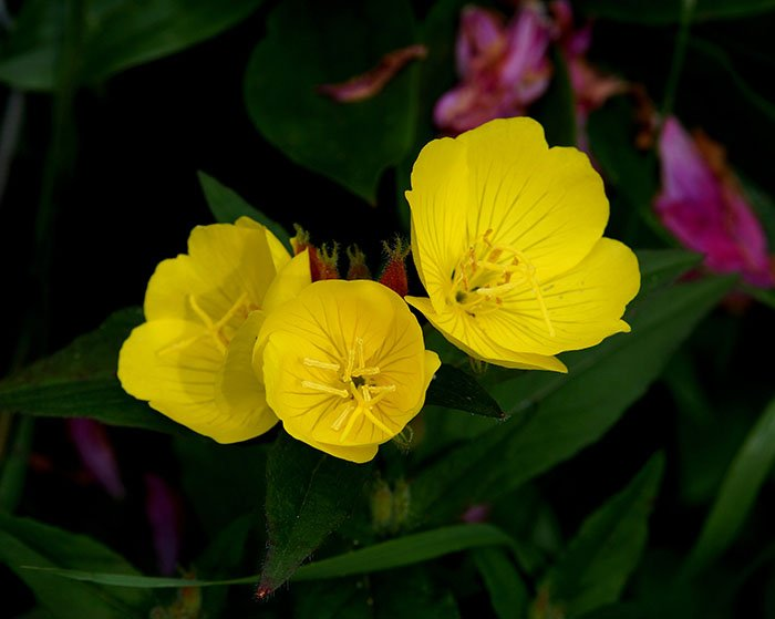 Превью изображения