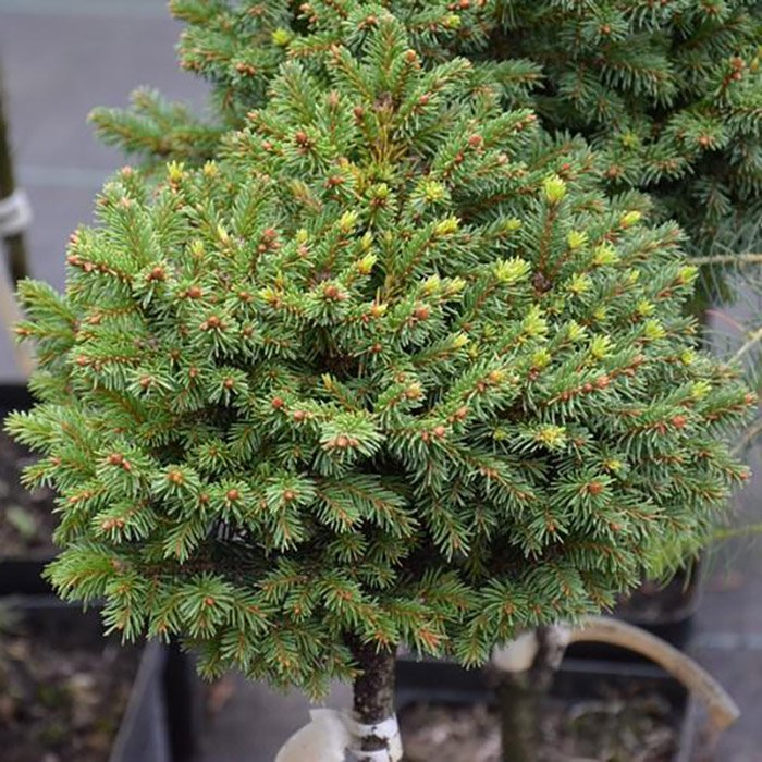 Превью изображения