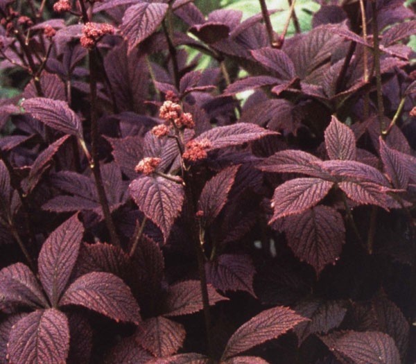 Превью изображения