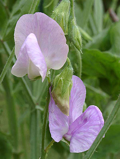 Превью изображения