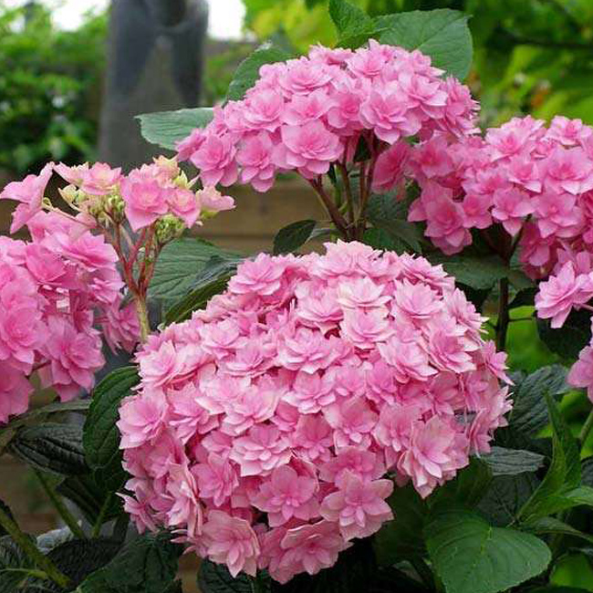 Превью изображения