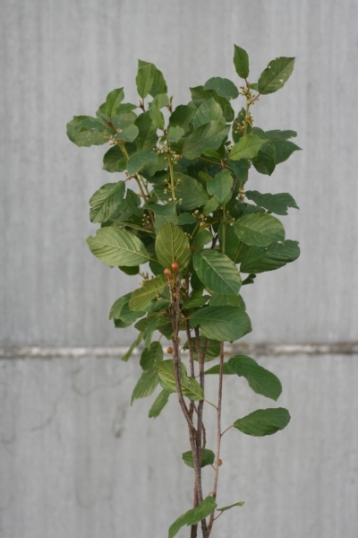 Превью изображения