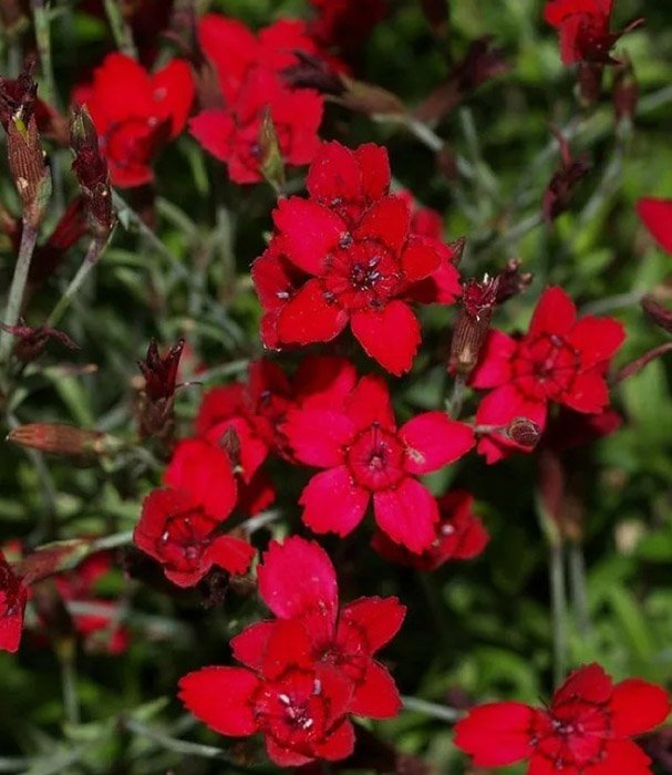 Превью изображения