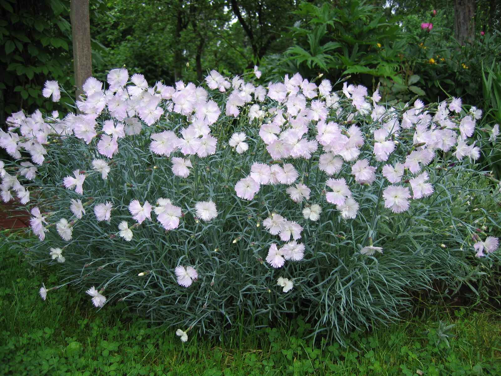 Превью изображения