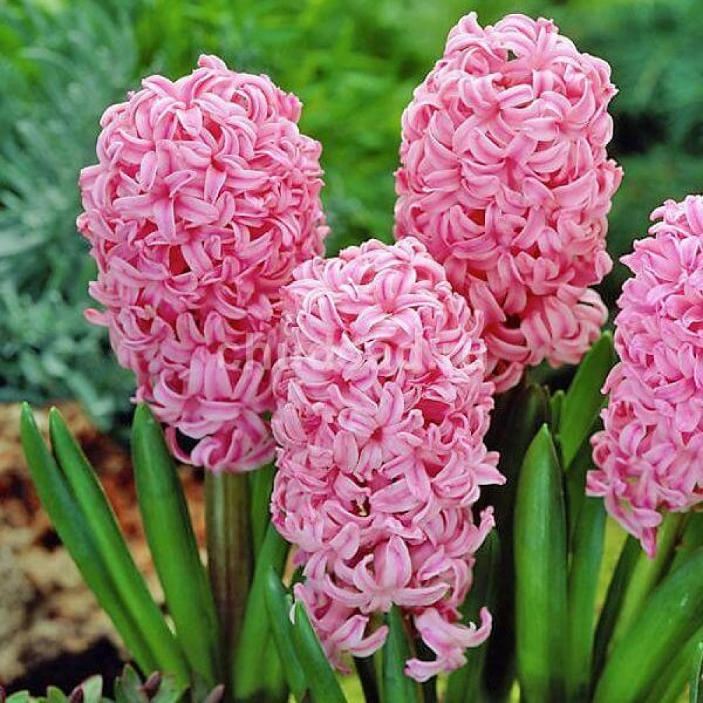 Превью изображения