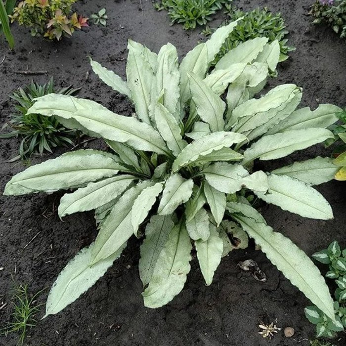 Превью изображения