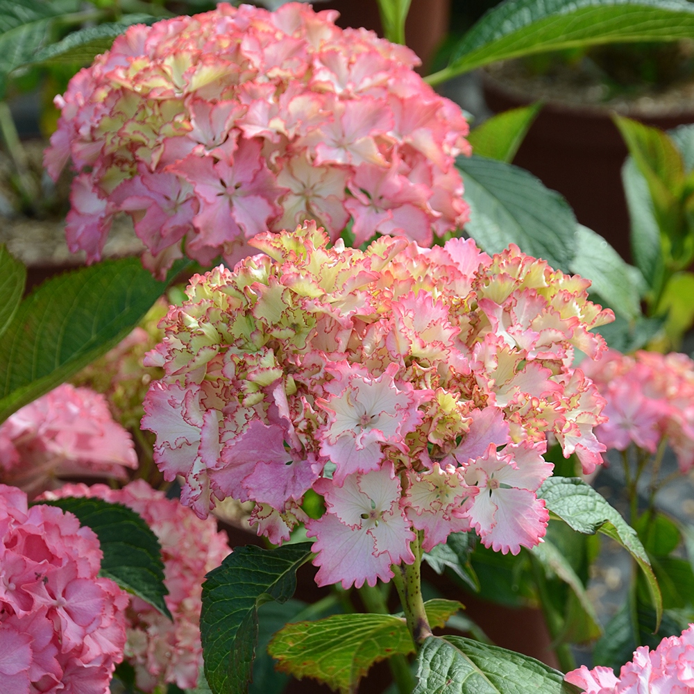 Превью изображения