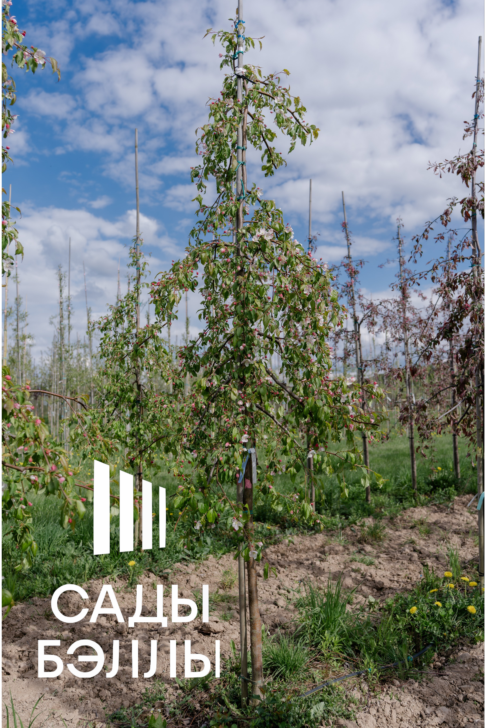 Превью изображения