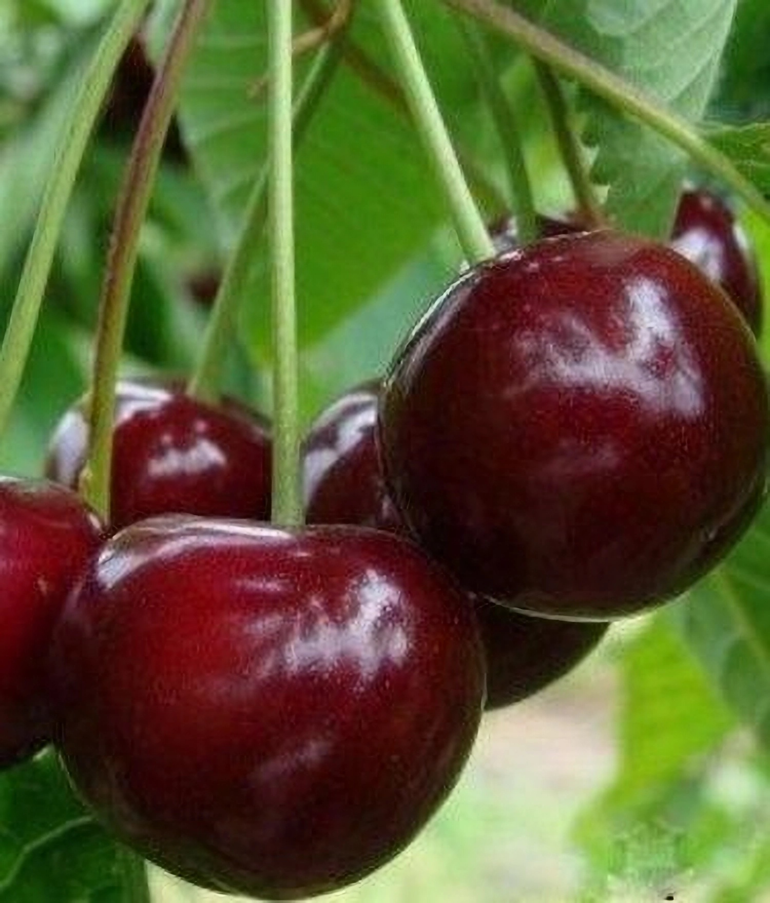 Превью изображения