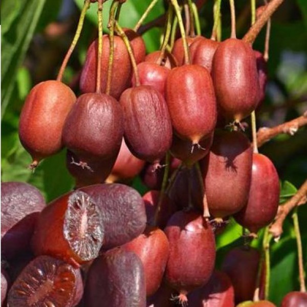 Превью изображения