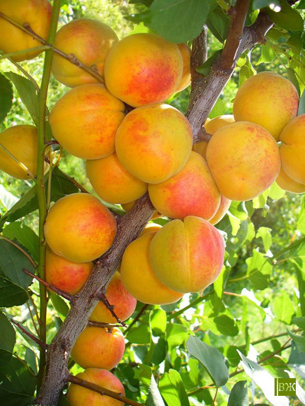 Превью изображения