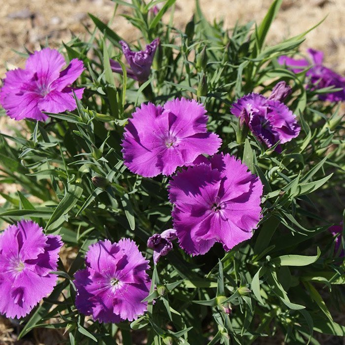 Превью изображения