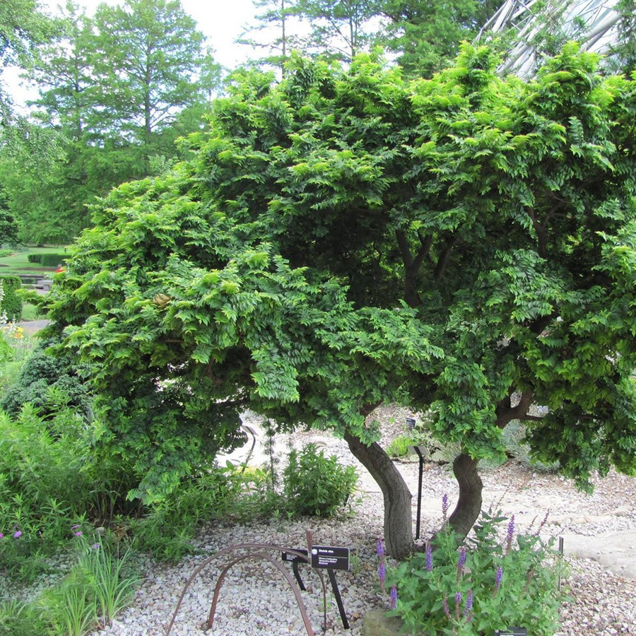 Превью изображения