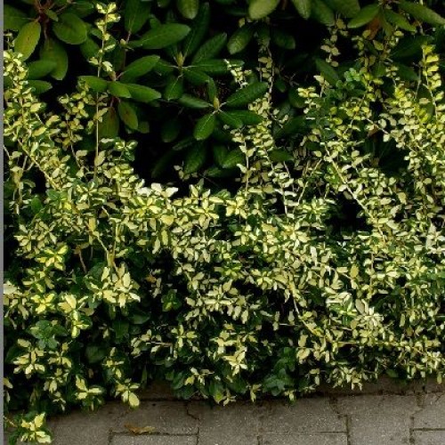 Превью изображения