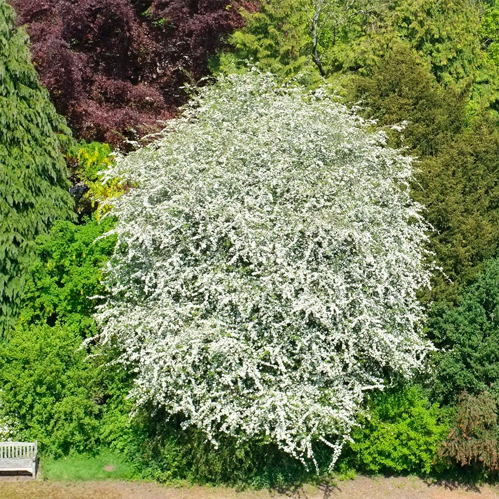 Превью изображения