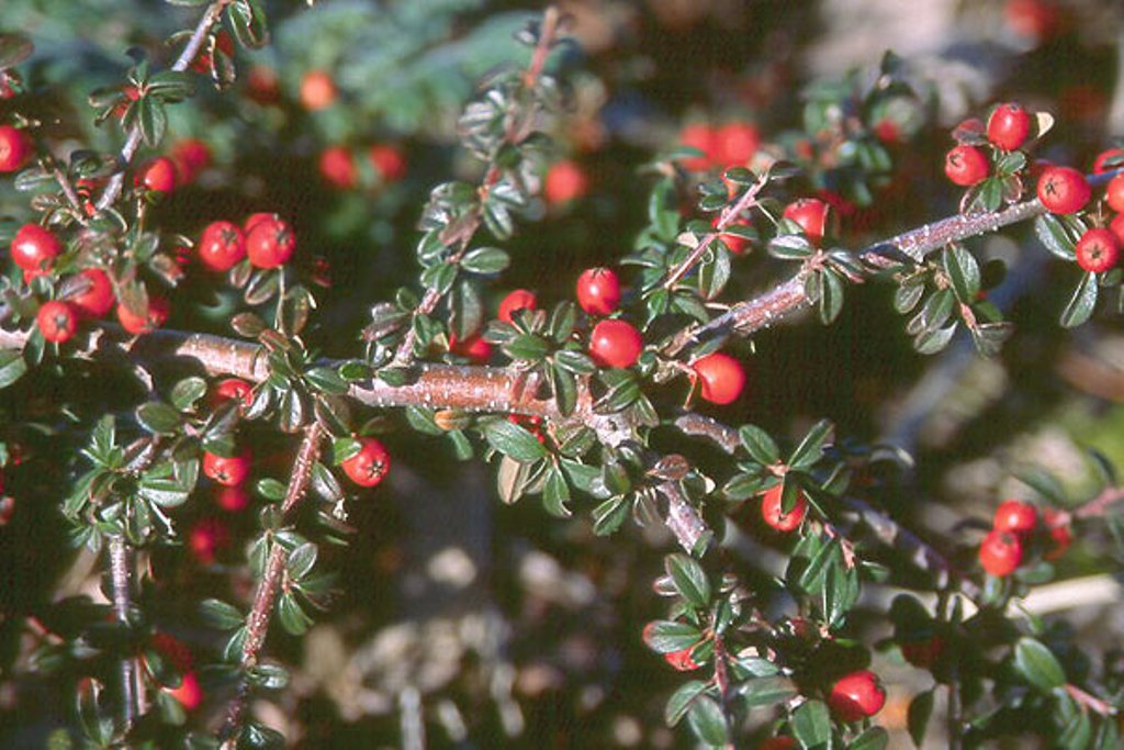 Превью изображения