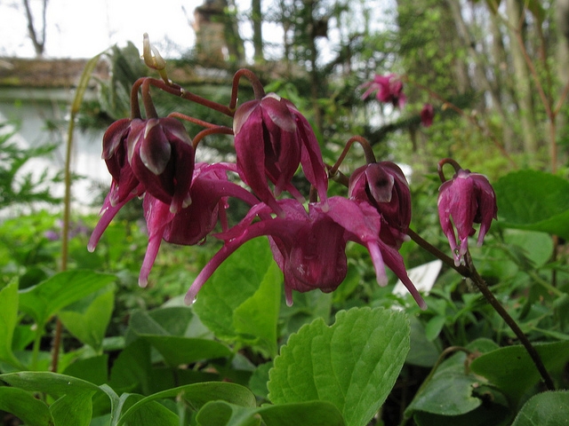 Превью изображения