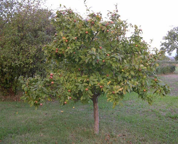 Превью изображения