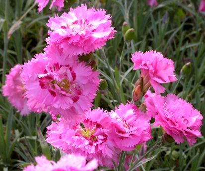 Превью изображения