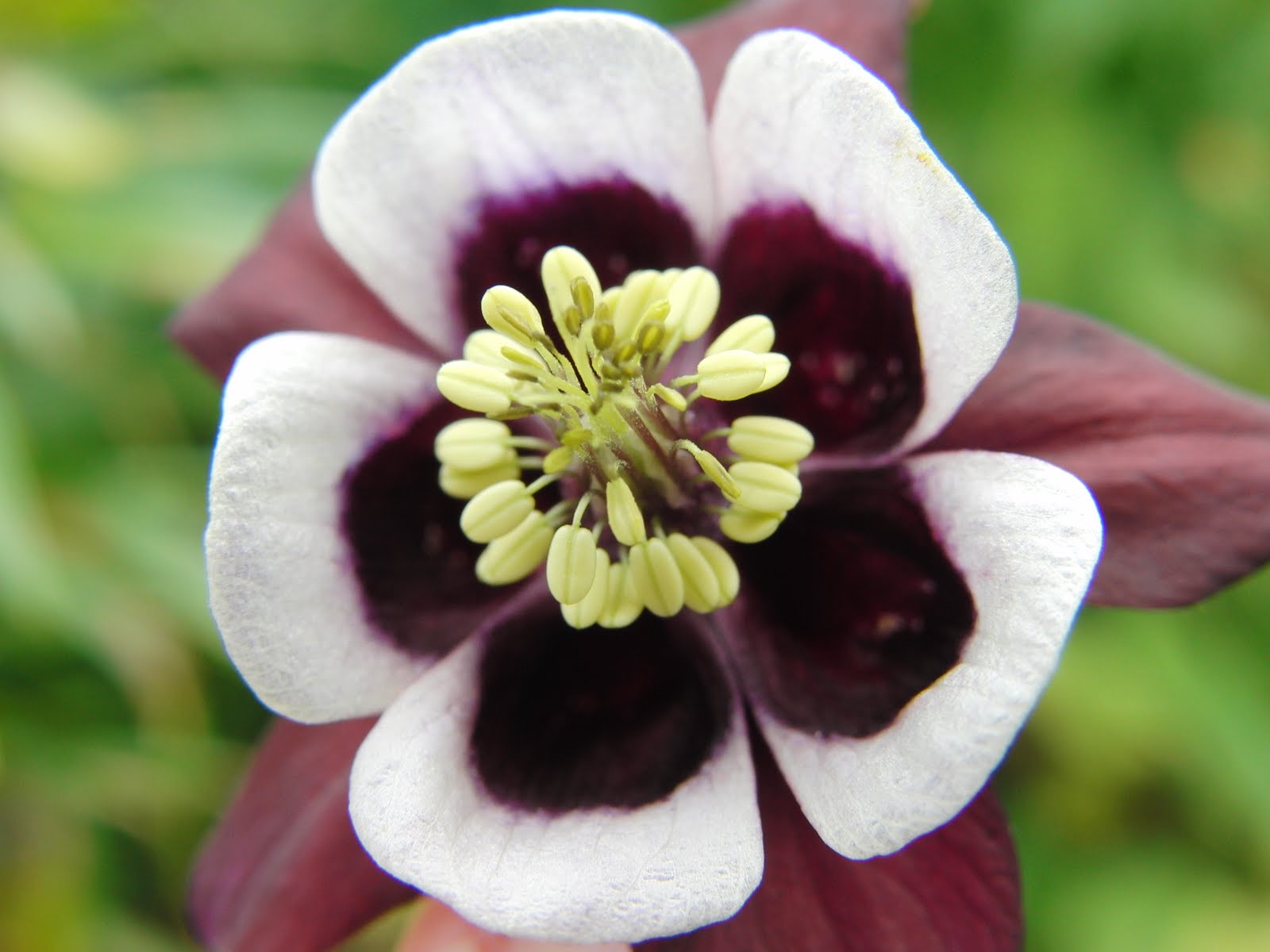 Превью изображения