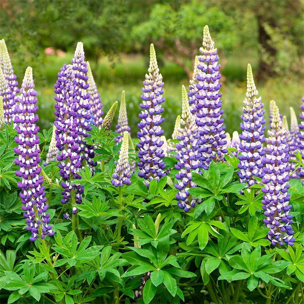 Превью изображения