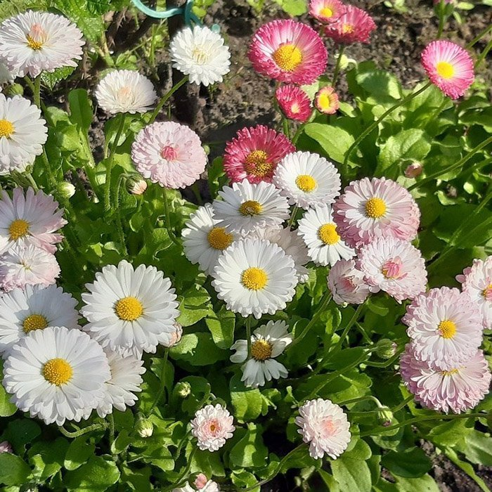 Превью изображения