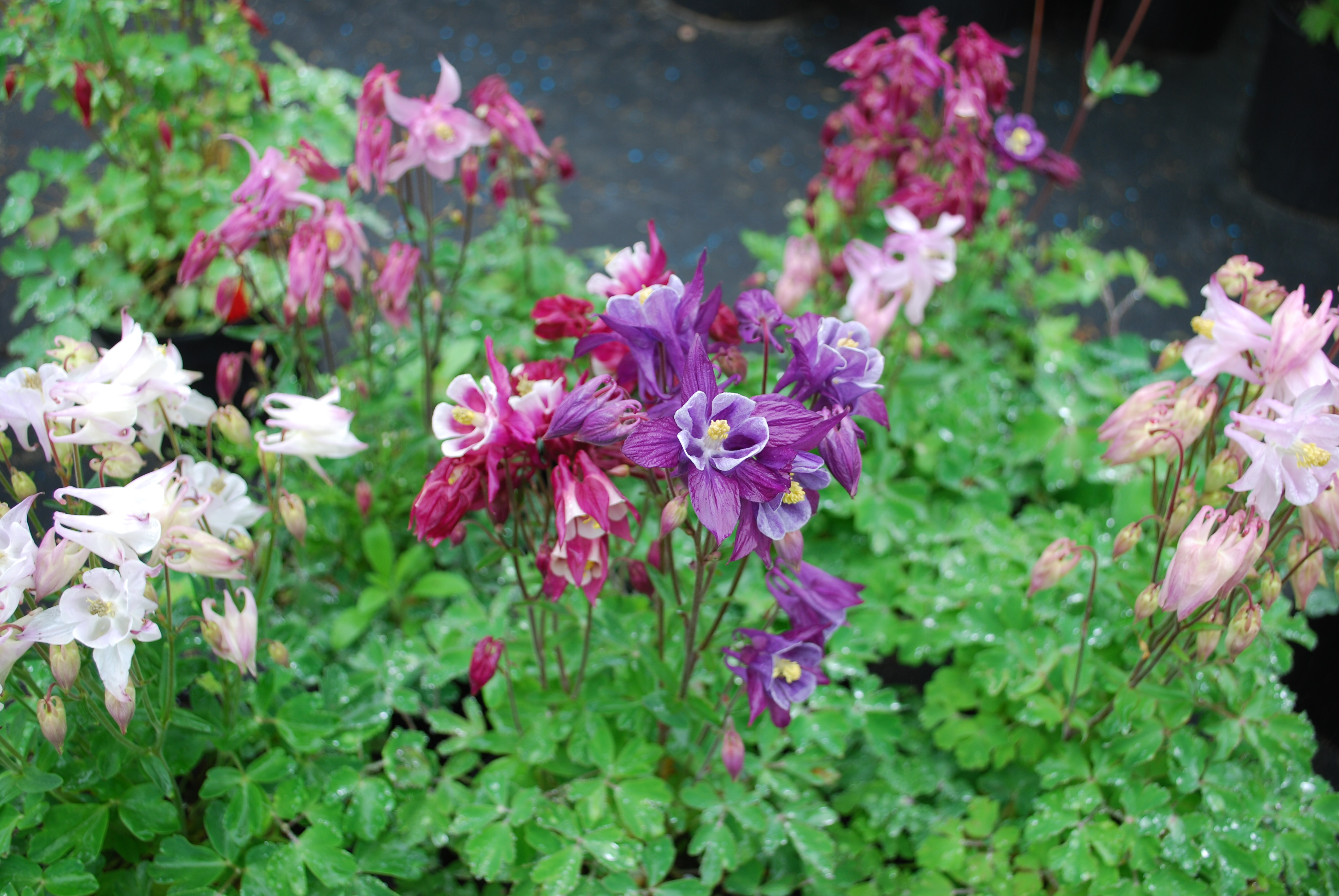 Превью изображения