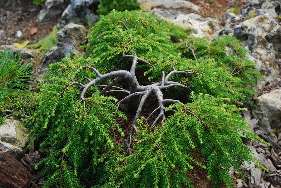 Превью изображения