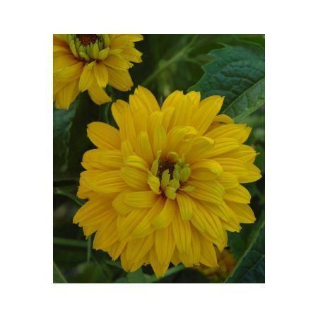 Превью изображения